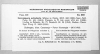 Passalora avicularis image